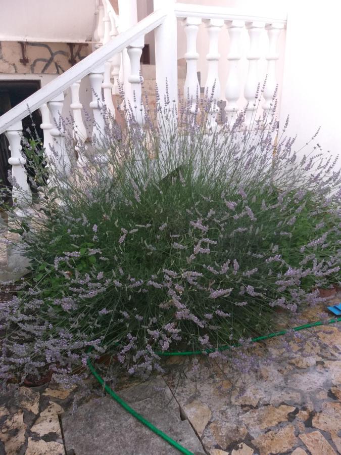 Apartman Zvoncica Vrsi Luaran gambar
